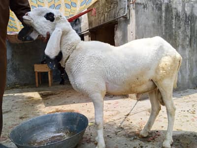 dasi chatra or Kona Bakra