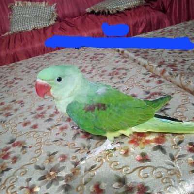 raw parrot baby for sail