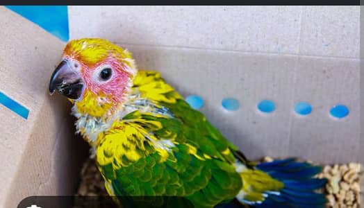 sun conure chicks
