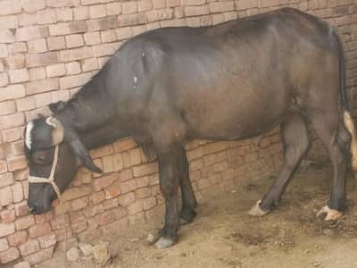 katta