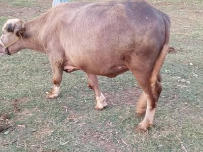 Buffalo for sale