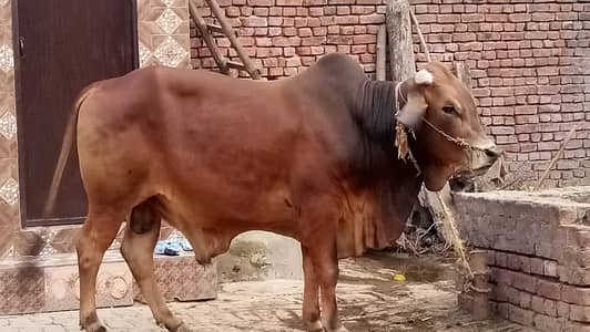 Live Weight 8 mon Sahiwal Breed