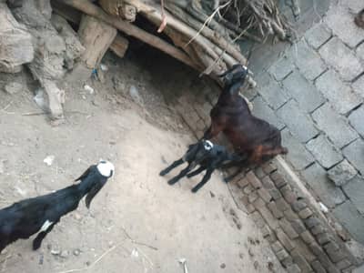 Beautiful goat with Two kids.