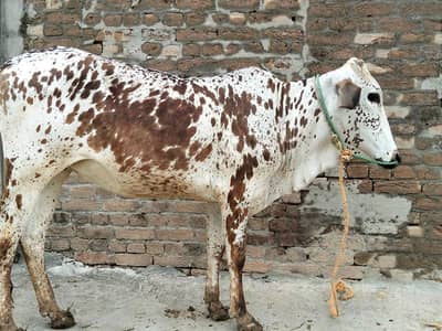 female wachi for qurbani