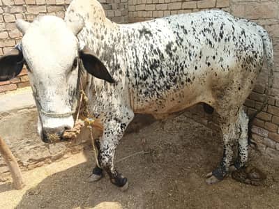 White and Black Bull