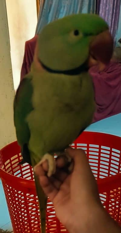 Hand tame Breading Pair