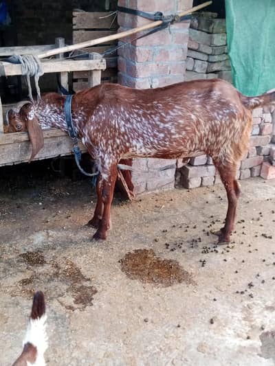 mashaAllah 2dant bakra