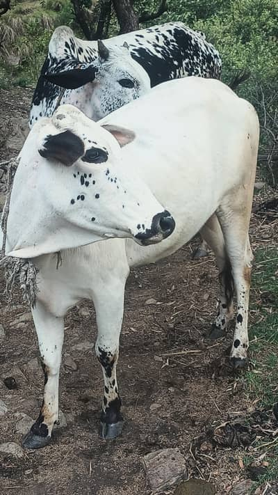 qurbani k lia mozu janwar