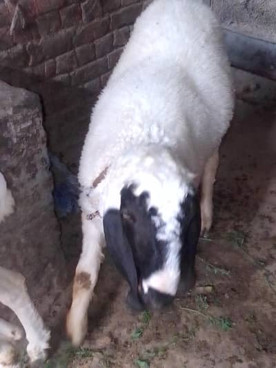 chatara