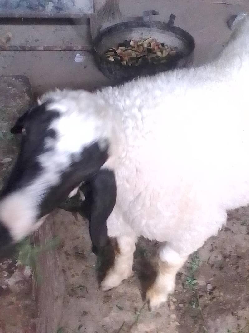 chatara 1