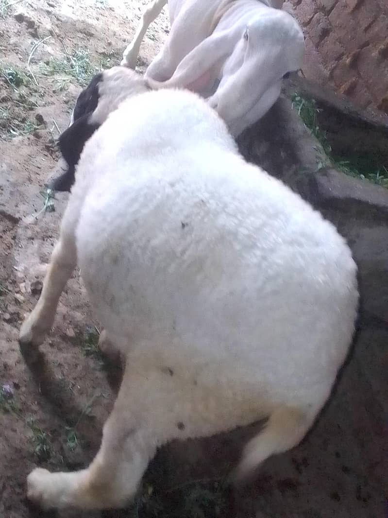 chatara 2