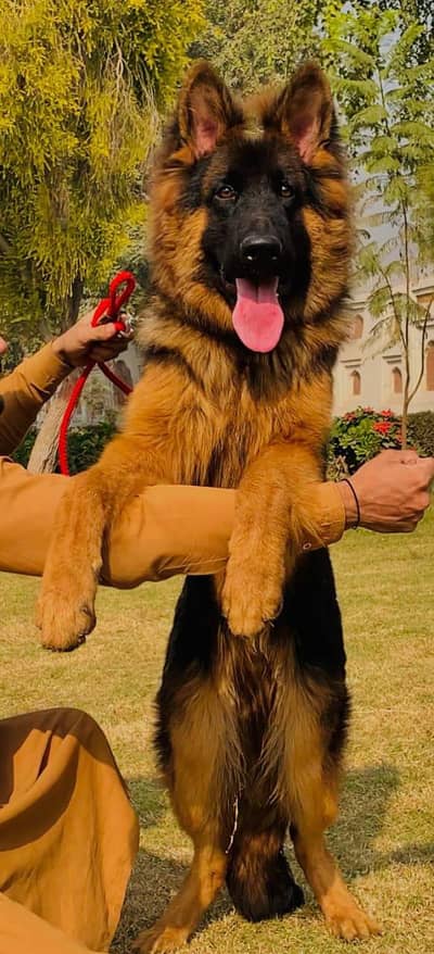 German Shepherd long coat male black shepherd