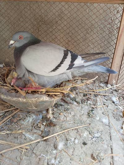 Blue bar homer qasid / modena pairs Quality peigon bird