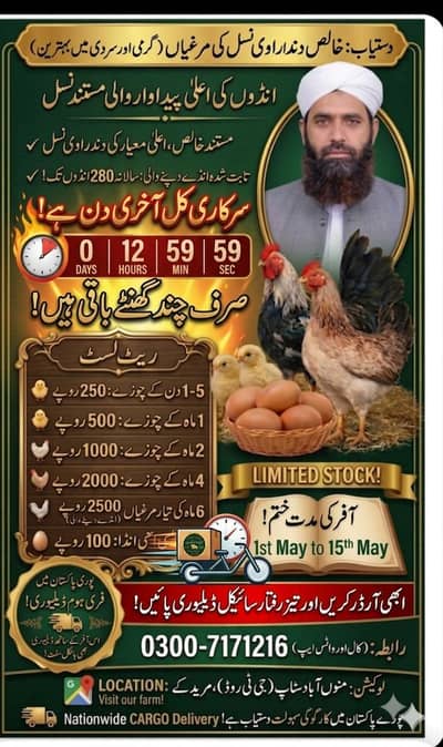 ​Dandarawi Chicken 7 Years Life 280 Eggs