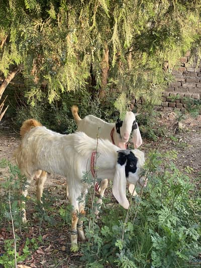 Donda baqra