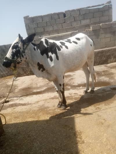 behri for selll. . 03108533814watsapp