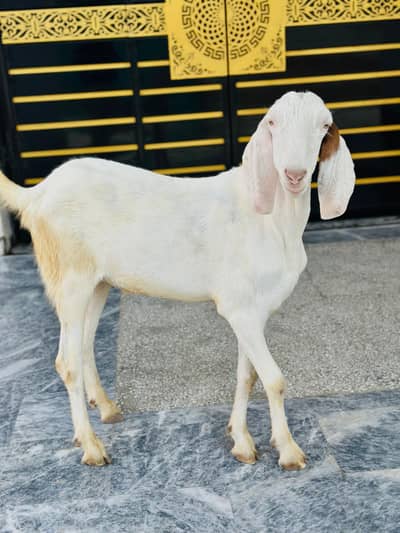 Bakra For Sale | Goats for Sale  lahore