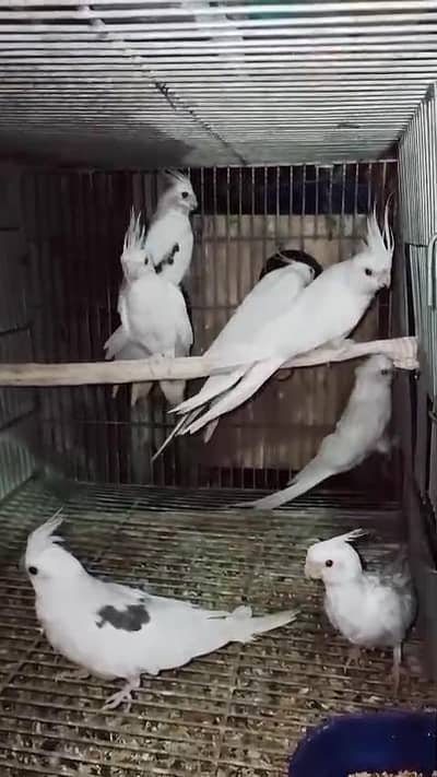 cockatiel breeder pair and self chicks