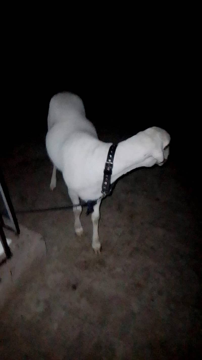 sheep 2