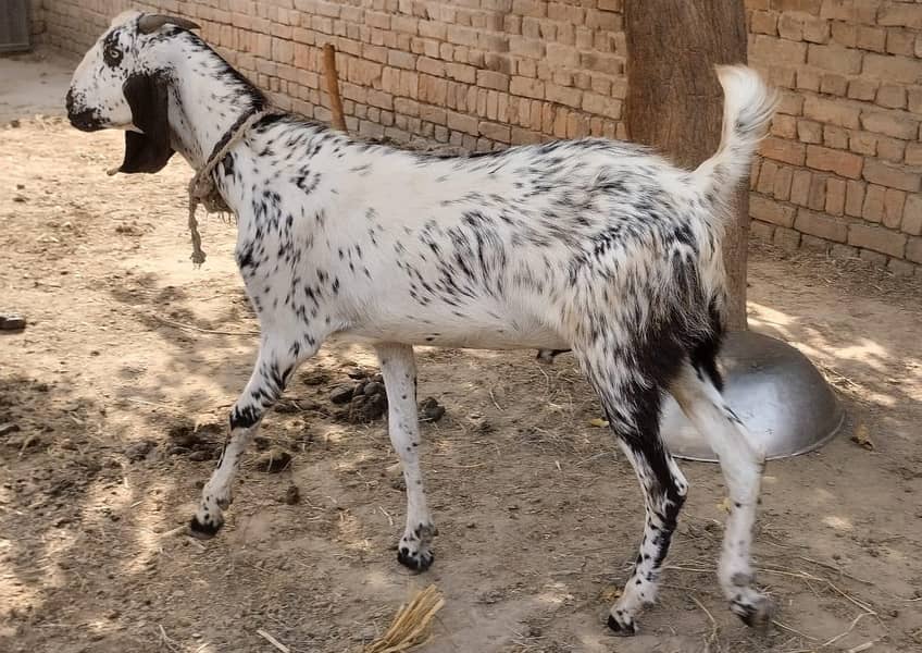 قربانی کیلیۓ گھر کے پلے ہوۓ دوندے  بکروں کی جوڑی 0