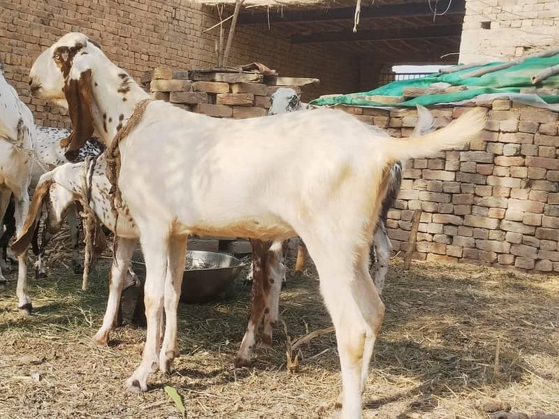 قربانی کیلیۓ گھر کے پلے ہوۓ دوندے  بکروں کی جوڑی 1