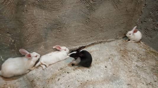 white red eyes rabbits for sale