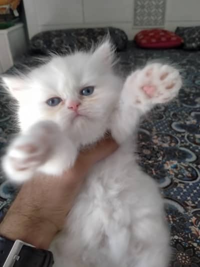 punch face kittens