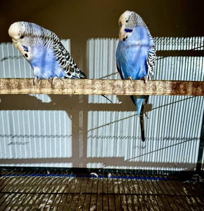King size Budgie and Love Bird split red eye pair