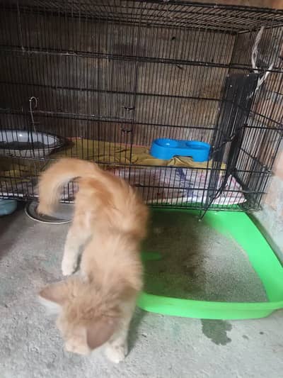 Persian Cat Male Kitten