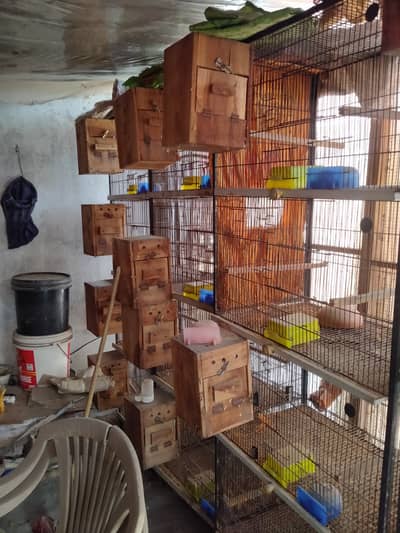 Cages For Sale