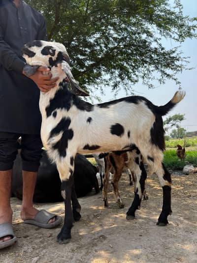 BEAUTIFUL BAKRA FOR KURBANI DELIVERY AVAILABLE