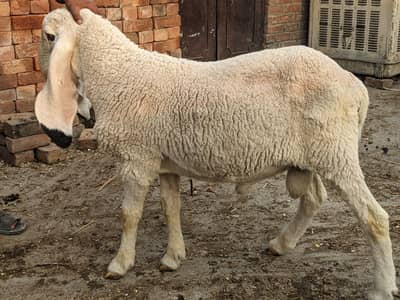 kajla chatra for sale 03244145082