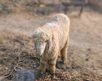Sheep/Lamb/ Goat chatra for sale qurbani 2026