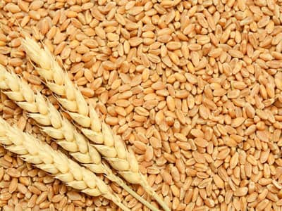 wheat/ gandum