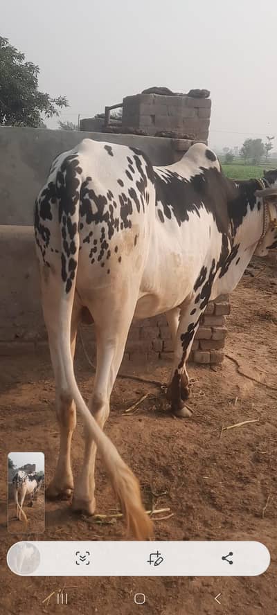 qurbani ka janwar