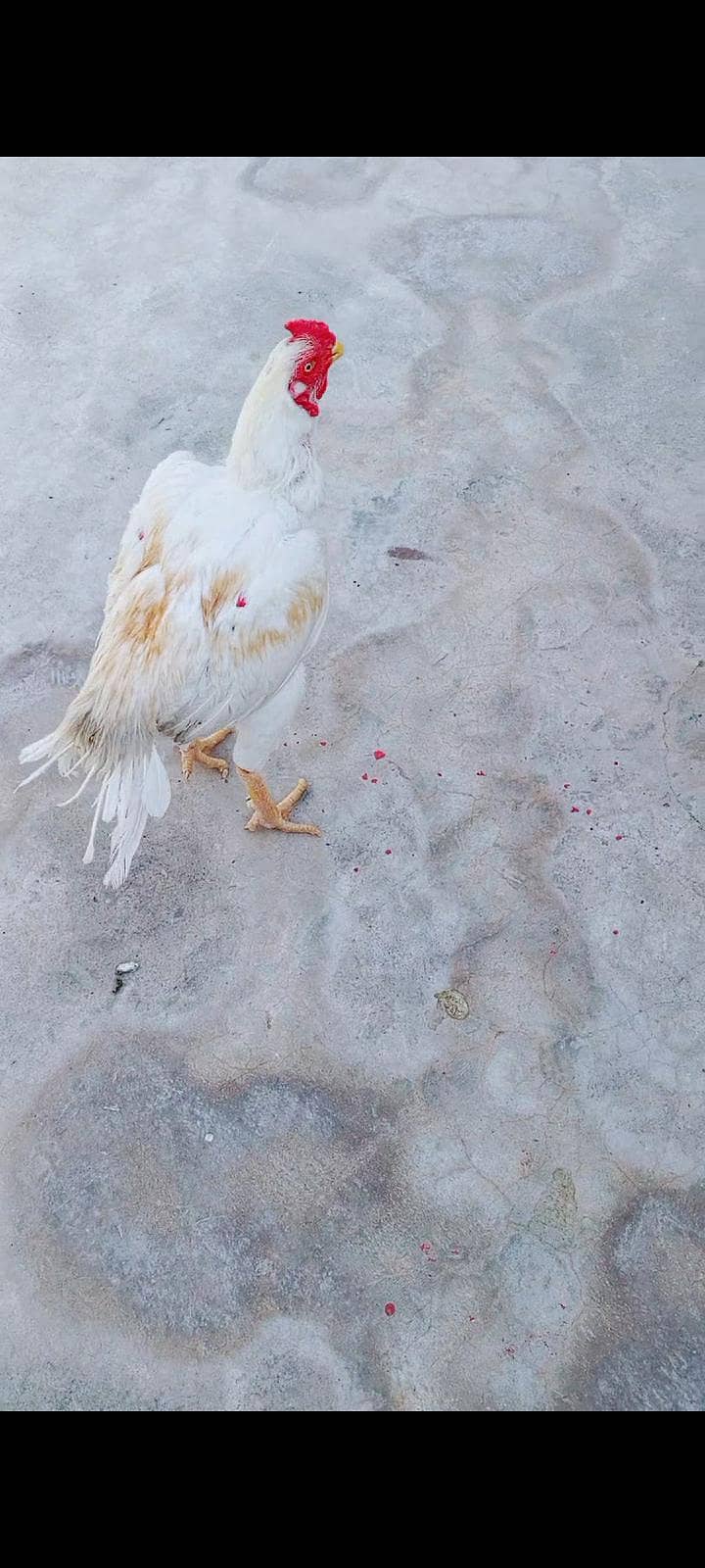 aseel patha 4