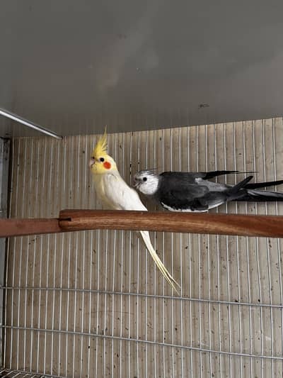 Cockatiel pair neat clean