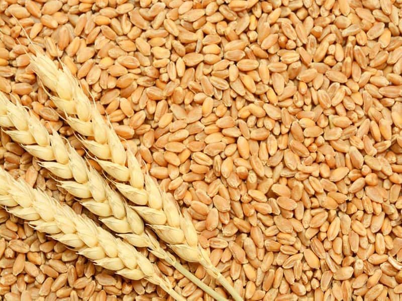 wheat 0