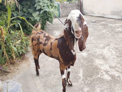 Bakra For Sale