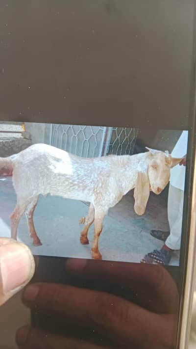 golden beautiful &healthy Bakra for sale