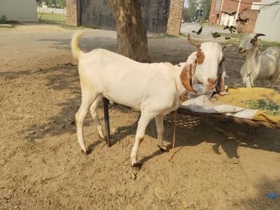 bakra chatra