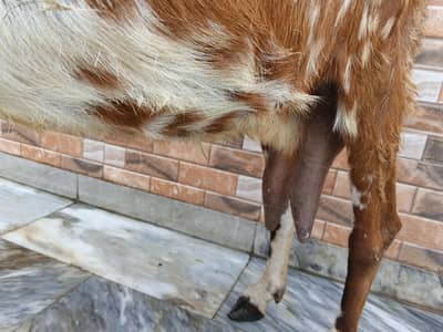 Desi bakri