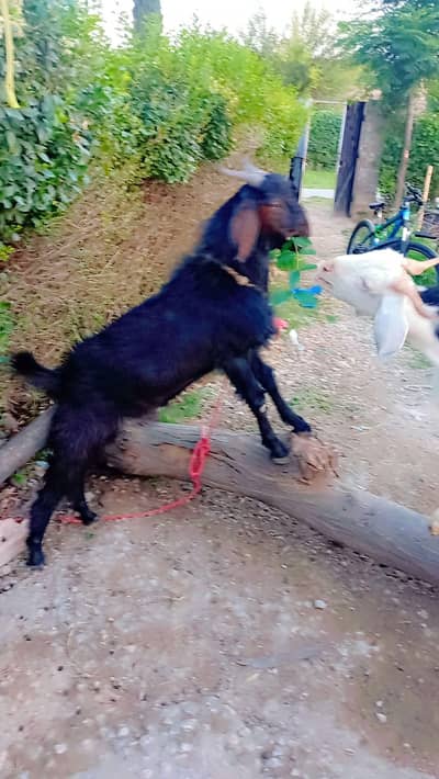 bakra for sale karna hai korbani ki dunda hai