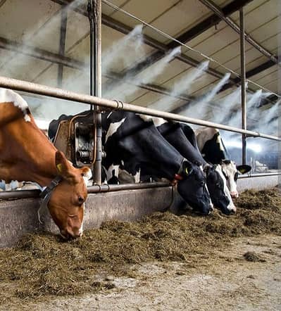 custom mist , fogging system  for farms