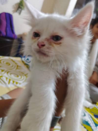 beautiful cat
