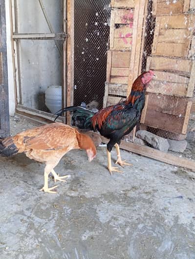 aseel pair