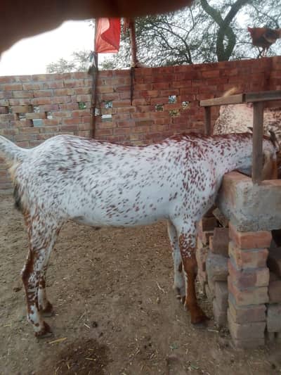 Qurbani Waly Bakre