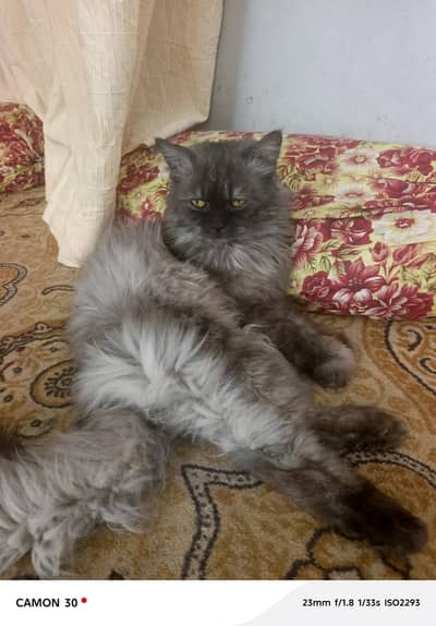 Grey Persion Cat ( Triple Coat)