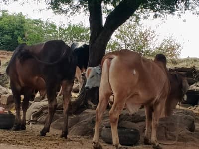 Sahiwal Bachry | Desi wachy | Bull | Qurbani 2026 | Bull For sale