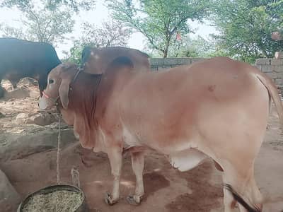 Sahiwal Bachry | Desi wachy | Bull | Qurbani 2026 | Bull For sale